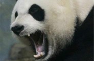 Google lança algoritmo Panda para pesquisas em português