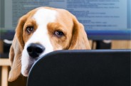 Aprendendo a empreender com os cães – 5 dicas