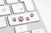 E-commerce de produtos para gatos fecha parceria de distribuição global no valor de US$ 30 milhões